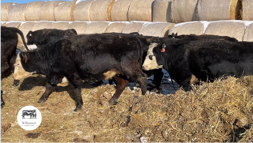 BC307D5 BIG, FANCY, BLACK BALDIE, BRED COWS!